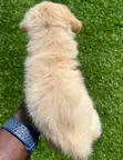 1-3 Month Old Male Purebred Maltipoo Puppy - 3
