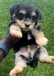 Male Purebred Maltipoo Puppy - 1