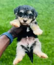 Male Purebred Maltipoo Puppy - 2