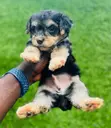 Male Purebred Maltipoo Puppy - 3