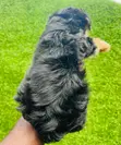 Male Purebred Maltipoo Puppy - 4