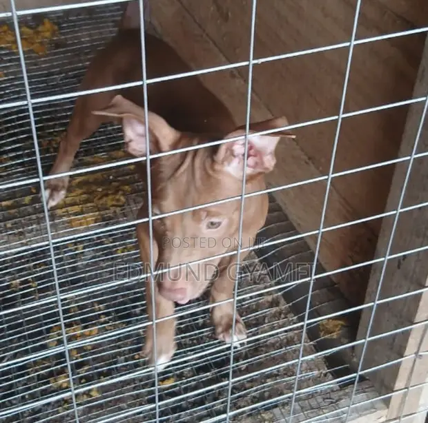 1-3 Month Old Female Purebred American Pit Bull Terrier - 1