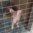1-3 Month Old Female Purebred American Pit Bull Terrier - 1