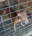 1-3 Month Old Female Purebred American Pit Bull Terrier - 2