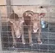 1-3 Month Old Female Purebred American Pit Bull Terrier - 3