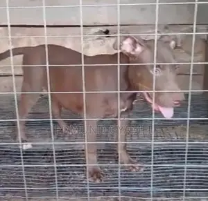 1-3 Month Old Male Purebred American Pit Bull Terrier