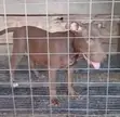 1-3 Month Old Male Purebred American Pit Bull Terrier - 1