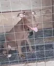 1-3 Month Old Male Purebred American Pit Bull Terrier - 2