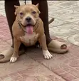 Female Purebred American Bully - 1+ Year Old - 1
