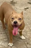 Female Purebred American Bully - 1+ Year Old - 2