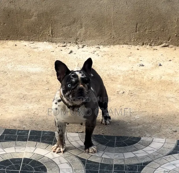Female French Bulldog (1+ Year) - 1