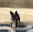 Female French Bulldog (1+ Year) - 1
