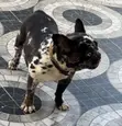 Female French Bulldog (1+ Year) - 2