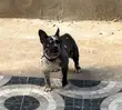 Female French Bulldog (1+ Year) - 3