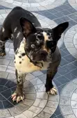 Female French Bulldog (1+ Year) - 4