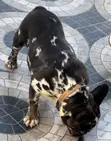Female French Bulldog (1+ Year) - 5