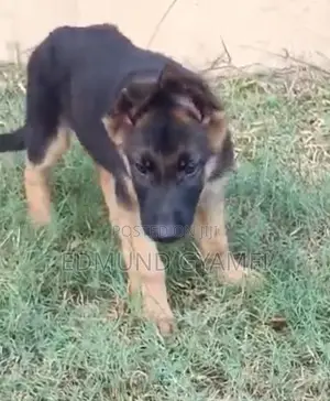 Purebred German Shepherd Puppy - 3 Months Old