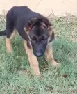 Purebred German Shepherd Puppy - 3 Months Old - 1