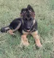Purebred German Shepherd Puppy - 3 Months Old - 2