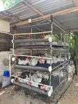 Poultry and Rabbit Cage - 1
