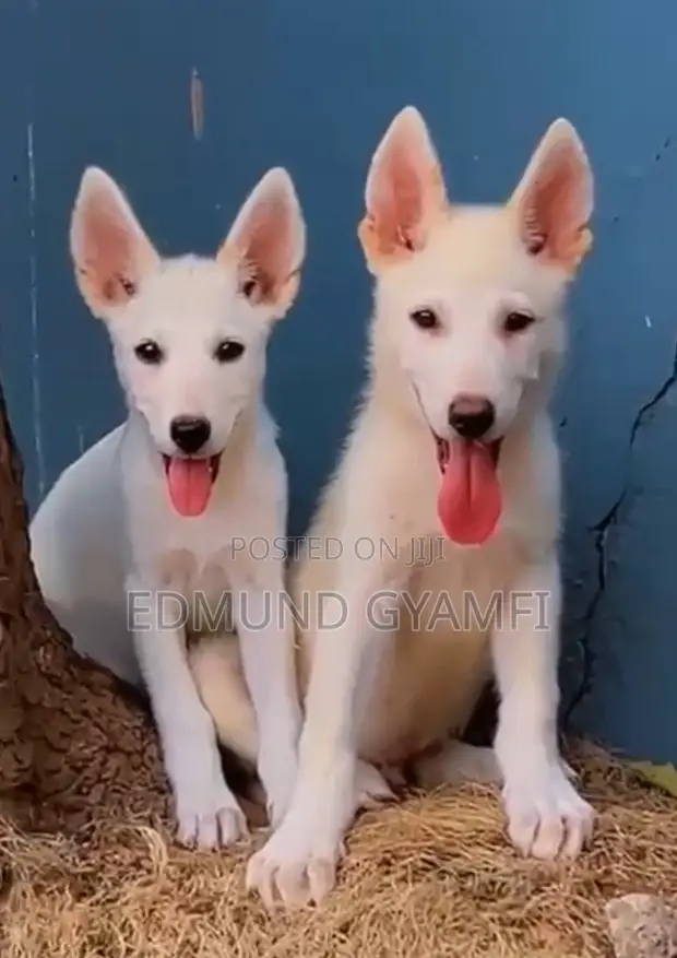 Purebred White Shepherd Puppy - 1-3 Months Old - 1