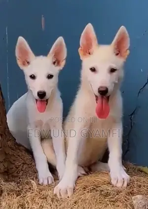 Purebred White Shepherd Puppy - 1-3 Months Old