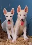 Purebred White Shepherd Puppy - 1-3 Months Old - 1