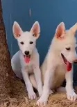 Purebred White Shepherd Puppy - 1-3 Months Old - 2