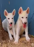 Purebred White Shepherd Puppy - 1-3 Months Old - 3