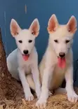 Purebred White Shepherd Puppy - 1-3 Months Old - 4