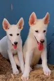 Purebred White Shepherd Puppy - 1-3 Months Old - 5
