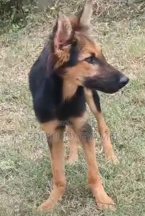 Female Purebred German Shepherd Puppy, 3-6 Months
