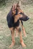 Female Purebred German Shepherd Puppy, 3-6 Months - 1