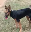 Female Purebred German Shepherd Puppy, 3-6 Months - 2