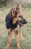 Female Purebred German Shepherd Puppy, 3-6 Months - 3