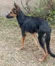 Female Purebred German Shepherd Puppy, 3-6 Months - 4