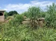 Residential Land with Footing and Blocks, Kintampo North - 1