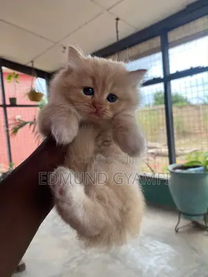 Purebred Persian Kitten - 1-3 Months Old, Female