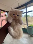 Purebred Persian Kitten - 1-3 Months Old, Female - 1