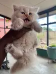 Purebred Persian Kitten - 1-3 Months Old, Female - 2