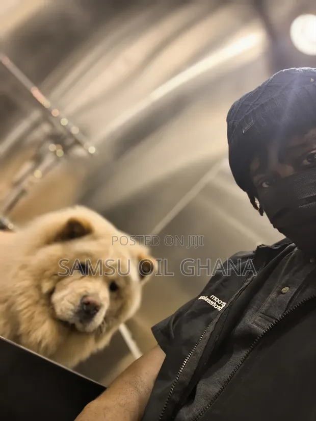 Professional Pet Grooming in Accra | Dogs & Cats - 1