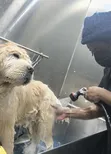 Professional Pet Grooming in Accra | Dogs & Cats - 2