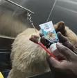 Professional Pet Grooming in Accra | Dogs & Cats - 3