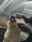 Professional Pet Grooming in Accra | Dogs & Cats - 4