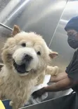 Professional Pet Grooming in Accra | Dogs & Cats - 5