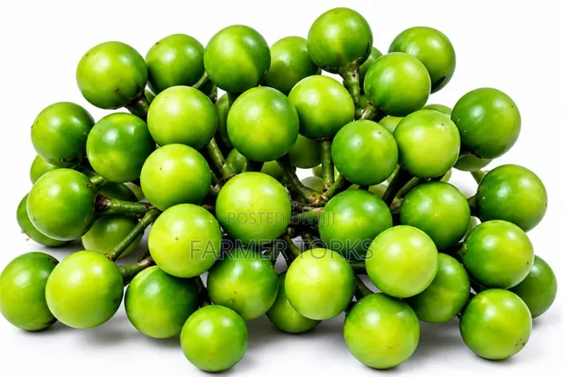 Fresh Turkey Berries (Kwahu Nsusua) - 1