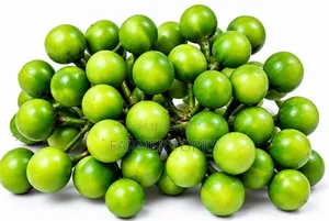 Fresh Turkey Berries (Kwahu Nsusua)