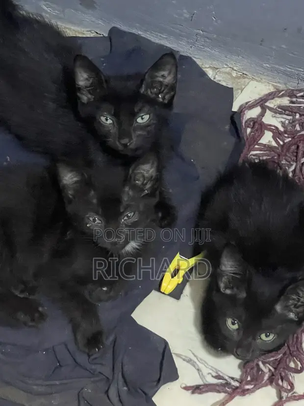 Male Mixed Breed Bombay Kitten, 1-3 Months - 1