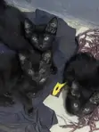 Male Mixed Breed Bombay Kitten, 1-3 Months - 1