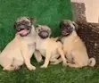 Purebred Pug Puppy - 1-3 Months Old - 1